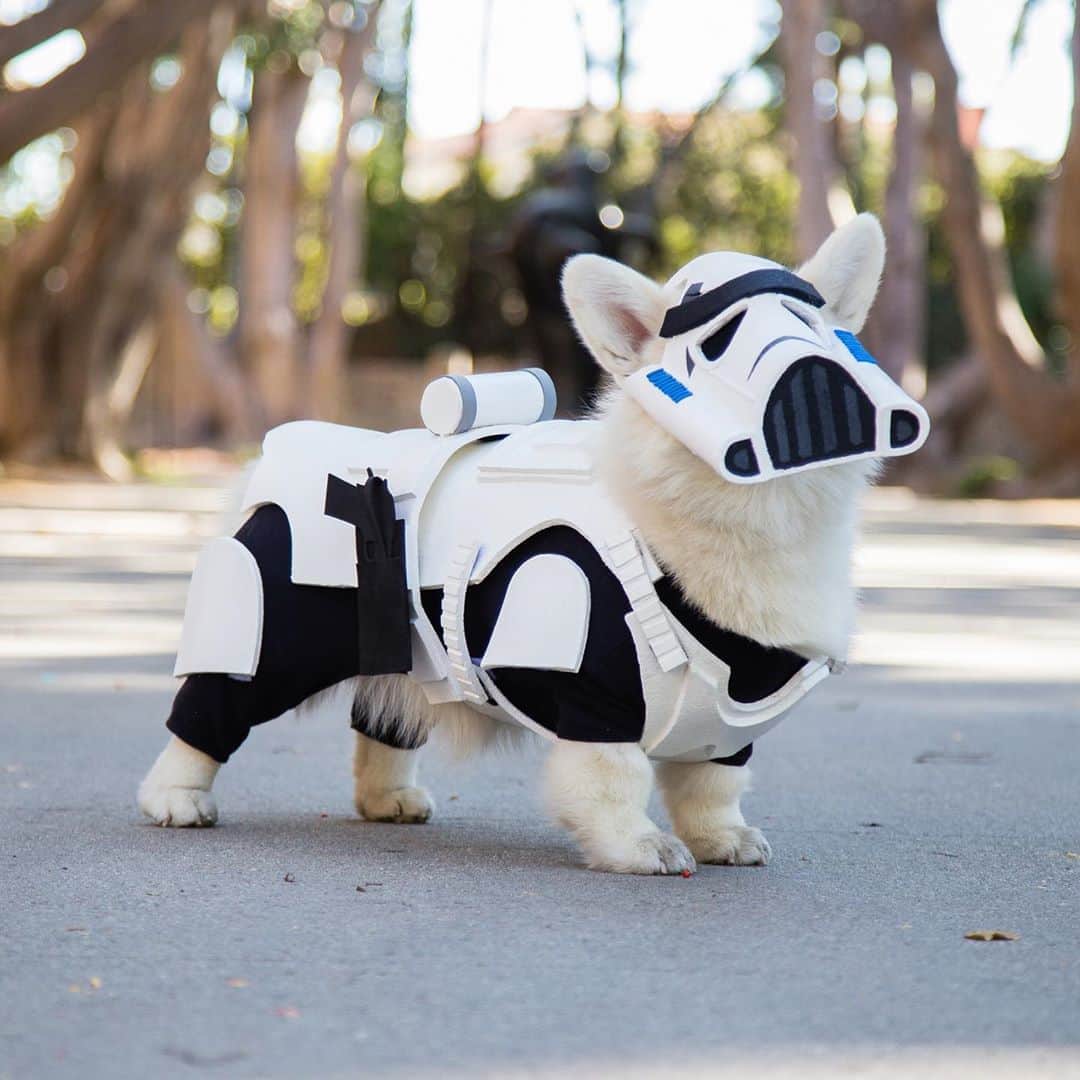 Winston the White Corgiのインスタグラム：「Your friendly neighborhood Corgtrooper here to remind you that wearing a face covering is the kind, cool thing to do. #MayThe4thBeWithYou #COVID19 edition」