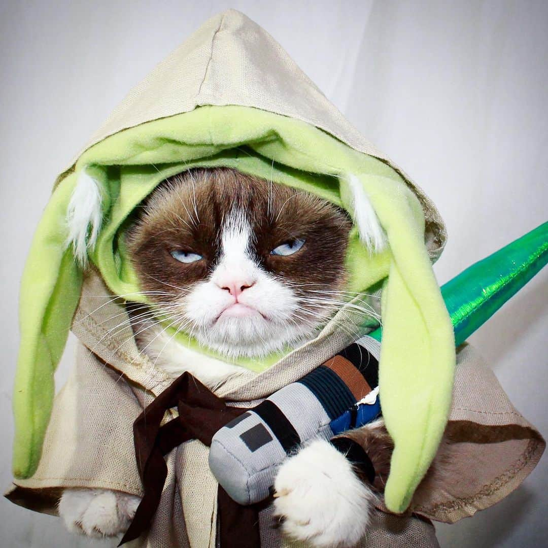 Grumpy Catさんのインスタグラム写真 - (Grumpy CatInstagram)「#maythe4thbewithyou #maythe4thbeawful」5月5日 3時01分 - realgrumpycat