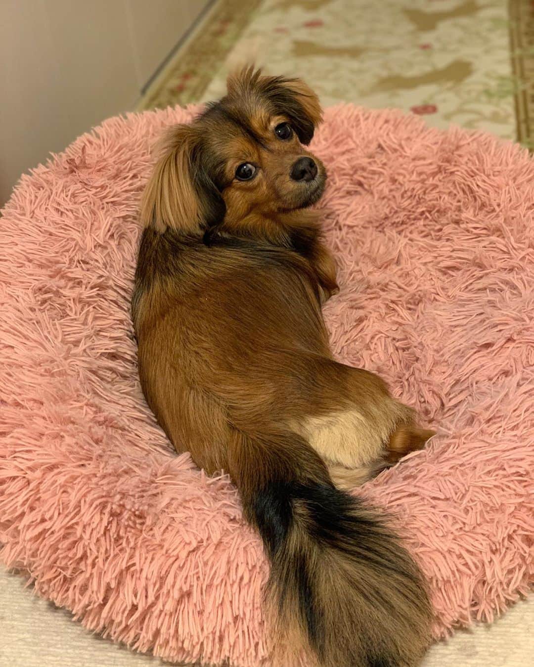 ゆがつくひとのインスタグラム：「. うちの天使👼🏻💞シリーズ🐶💞 . #世界一可愛い #可愛すぎる  #愛しい我が子 #もうすぐ2歳 #天使  #娘ちゃん #いぬすたぐらむ #親バカ部  #mix犬 #女の子 #愛犬のいる生活  #愛犬との暮らし #幸せ #愛犬との時間  #シークス #シーダックス #ダックス #シーズー #大好き #わんこなしでは生きていけません会 #わんこ部」