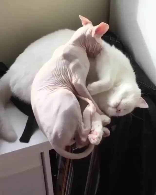 OUR FAVORITE CATSのインスタグラム：「Tag your friend 🤗😊 From:@newton.le.sphynx」