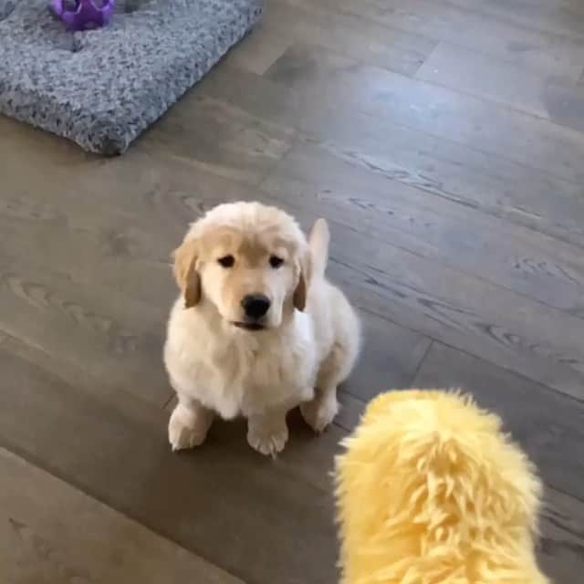 DogsOf Instagramのインスタグラム：「“What do you think? Over dramatic or pawfect form? Give me a 1-10 in the comments!” writes @golden_wiener  #dogsofinstagram」