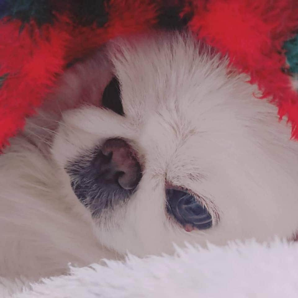 安田義孝のインスタグラム：「#ペキニーズ #ぺきにーず #白ペキニーズ #Pekingese #pekingese  #pekingeselove #pekingesesofinstagram  #pekinese #pekistagram  #japanese #japan #dogstagram  #dogs #dog #japanesedog #japanesedogs #doglover #love #iloveyou #ilovedogs #京叭狗 #페키니즈 #cute #cutedog  #ハロウィン #愛犬 #わんこ #犬 #エブリドッグ #活動自粛」