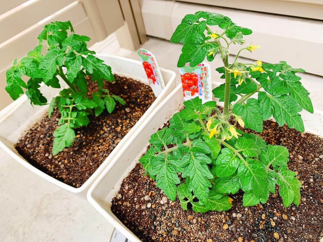 上杉あずさのインスタグラム：「. #ベランダ菜園 #ミニトマト だいぶ大きくなりました🍅 すくすく育ってる🥺可愛い… でも、1つは順調だけどもう1つがなかなか花が咲かず心配です。葉っぱの裏に虫もついてないのに、なんでかなぁ？🤔トマトプロ(@pe_i39 )教えて🙏🏼🙏🏼笑 自然と向き合うと心が浄化されます🌱 #自給自足 #家庭菜園 #ベランダガーデニング #トマト #矮性ミニトマト #レジナ #背が伸びないトマト #育てやすいらしい #セルフビニールハウスも4月中は活躍しました #今はもう暑い #すくすく育ってくれ #flower #tomato #growing #balcony #vegetables #garden #vegetablegarden #gardening #stayathome #stayhome #nature #life」