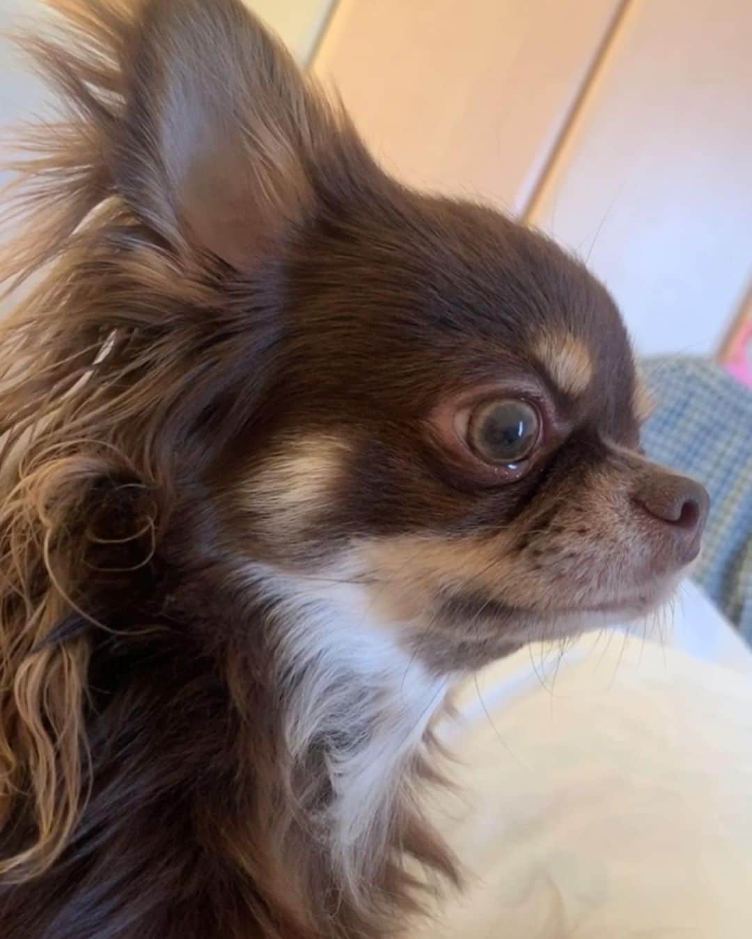 fuukaのインスタグラム：「. 私がずっとお家に居るから 以前にも増してべったりなチビさん🐶❤️ 可愛くて甘やかし過ぎちゃう😅 . . #チワワ #ロングコートチワワ #チョコタンチワワ #ちわすたぐらむ #チワワのいる暮らし #犬 #犬のいる暮らし #愛犬 #愛犬との暮らし #キャバ嬢 #キャバクラ #テラスハウス #ゴールド #名古屋 #錦 #錦3 #新宿 #歌舞伎町 #新地 #北新地 #ミナミ #中洲 #夜職 #夜遊び #お酒 #シャンパン #アルマンド #ドンペリ #ソウメイ #soumei」