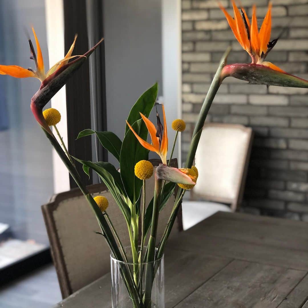 内田恭子さんのインスタグラム写真 - (内田恭子Instagram)「5月5日子供の日。気持ちのよいお天気に恵まれ、子供たちが元気いっぱいに過ごしてくれていることに感謝の日。  昨日お花屋さんに注文した菖蒲の花が手違いで菖蒲の葉しか入っておらず、代わりにストレチアをサービスしてくれました。調べたら花言葉は「輝かしい未来」。子供の日にもピッタリ！と思っていたら、もうひとつの花言葉は「恋の伊達者」だって😆男の子だからいっか笑。  #端午の節句 #子供の日 #柏餅　#そのまま健やかに育ってください #今晩は菖蒲湯　#内田恭子　#kyokouchida #stayhome #staysafe」5月5日 15時16分 - kyoko.uchida.official