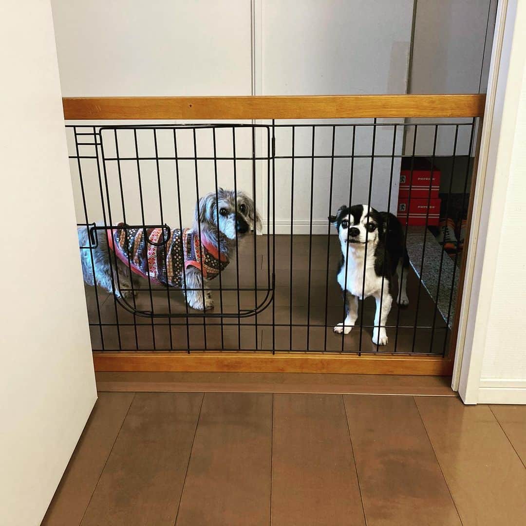 ウエンツ瑛士さんのインスタグラム写真 - (ウエンツ瑛士Instagram)「みんなお疲れ様ね！ 私の部屋の前だけ犬や猫が入ってこないように柵が置いてあります。(アレルギーがあるので、あしからず) #でもね #よくよく考えたら #俺の部屋が犬小屋みたいじゃない？ #俺が彼らに飼われてる感。 #2人は様子を見に来てくれたのかぁ。 #大丈夫だよ #さっきご飯食べてトイレしたから。 #夕方にはお散歩連れてってね。」5月5日 15時21分 - eiji_wentz_official