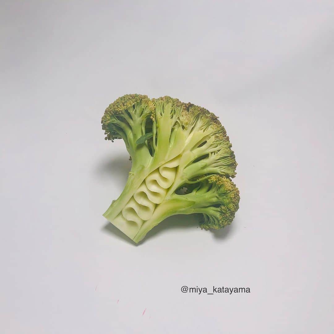 片山美耶さんのインスタグラム写真 - (片山美耶Instagram)「. Do you like broccoli ?🥦 . #broccoli  #broccolichallenge #ブロッコリー　 #🥦」5月5日 6時49分 - miya_katayama
