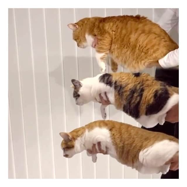 のインスタグラム：「＊ ねこのぼり〜2020〜feat.moshinuko ・ #ねこどもの日 ・ Cat streamers.」