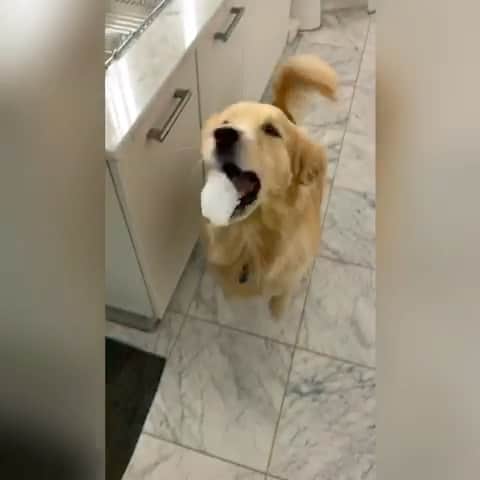 ショーン・オプリーのインスタグラム：「BubbleDog」