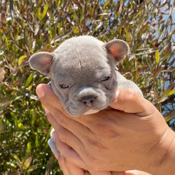 Oprahnbooのインスタグラム：「Lilac boy #French #frenchnulldog #doglovers #love #like #share」