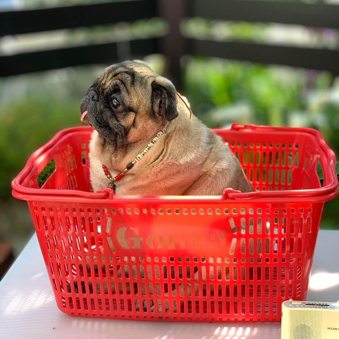 gontaさんのインスタグラム写真 - (gontaInstagram)「Please tell me how to play harmonica.🎼 It ’s hard to stay at home😷🦠#keelyafternoontea #Gonta2#speakpug #smilingpugs #pugjapan #pug #love #pugsofinstagram #zerozeropug #pugshit #worldofpug」5月5日 9時04分 - gehhah