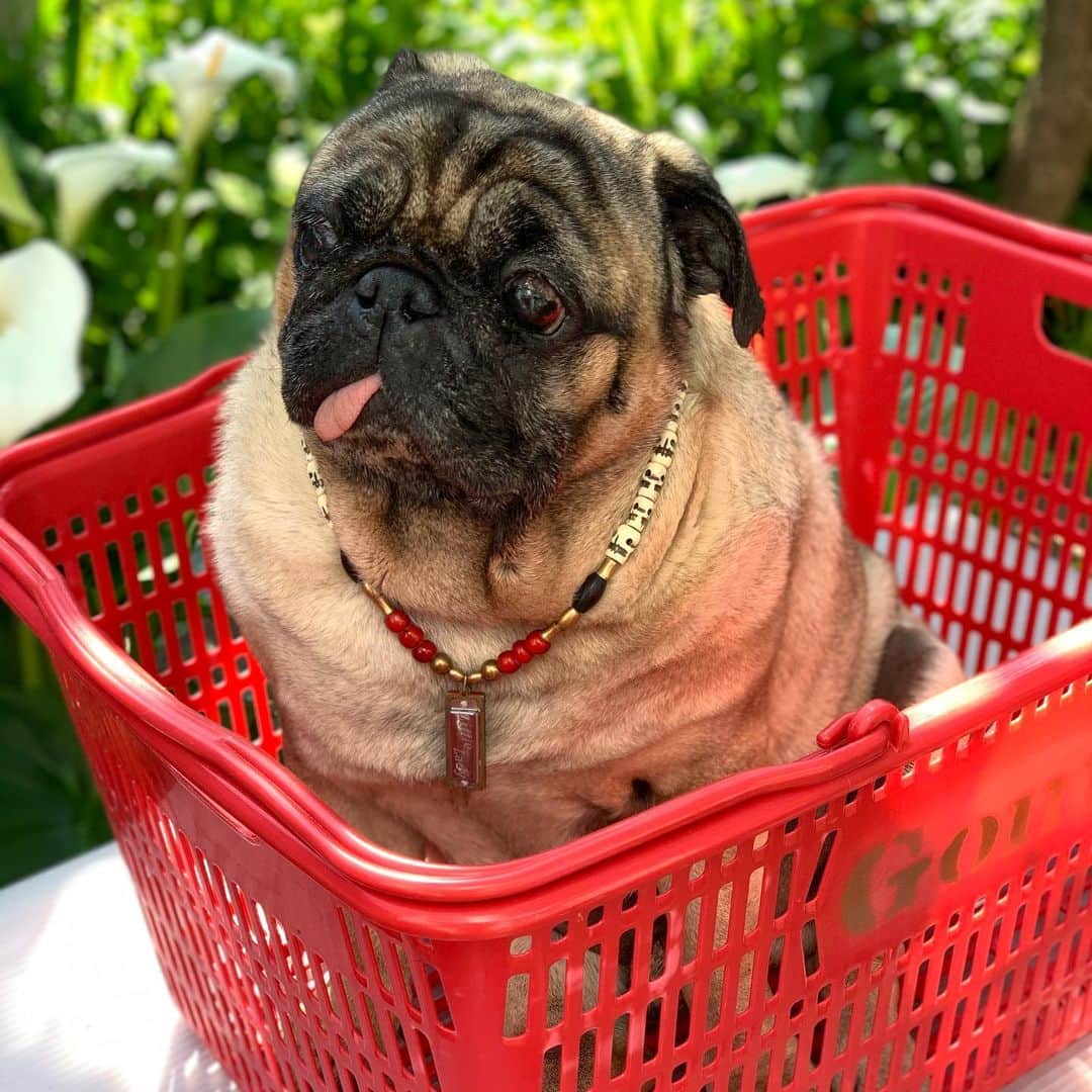 gontaのインスタグラム：「Please tell me how to play harmonica.🎼 It ’s hard to stay at home😷🦠#keelyafternoontea #Gonta2#speakpug #smilingpugs #pugjapan #pug #love #pugsofinstagram #zerozeropug #pugshit #worldofpug」