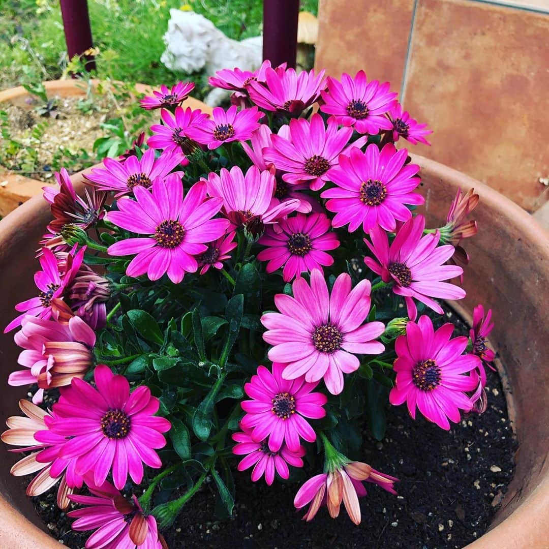 上杉洋史のインスタグラム：「I planted this. #flowers  #iplanted #iplantedthis #iplantedit #osteospermum」