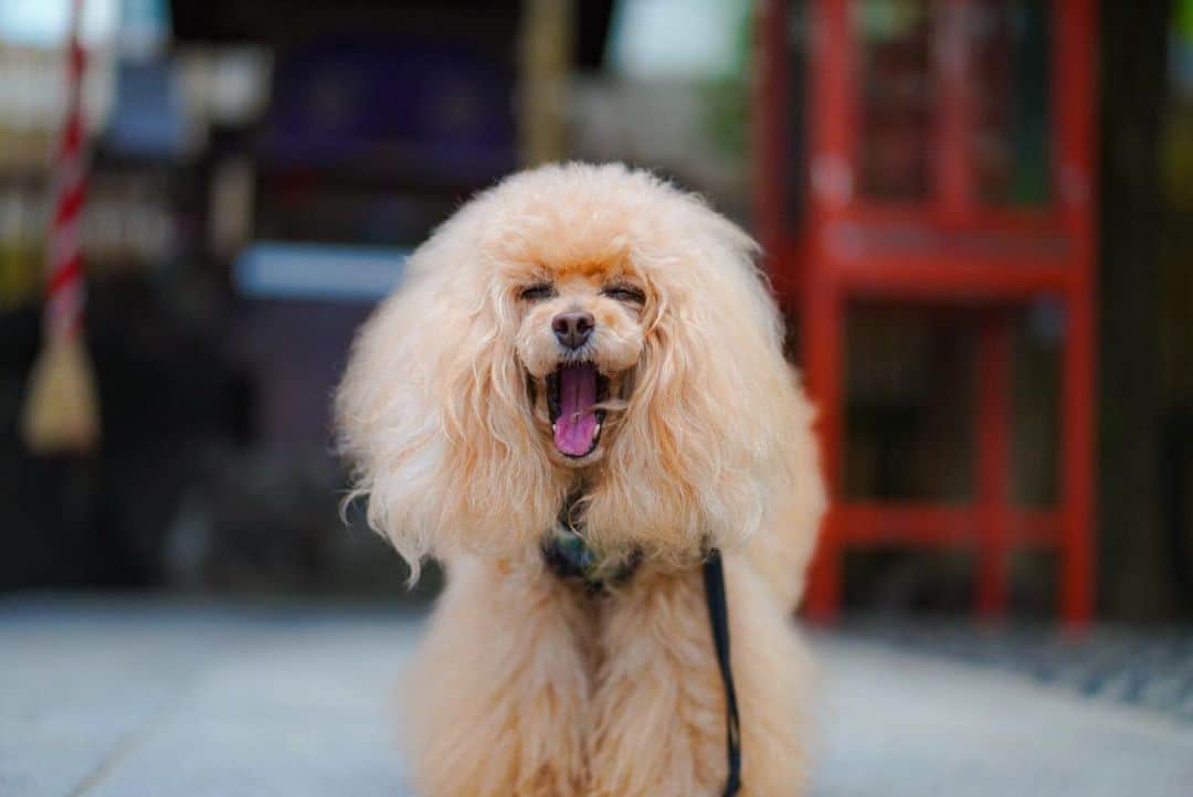 Toypoodle Mikuru?Asakusa Tokyoのインスタグラム：「20200505 Tuesday. Good morning! Friends 💕 AM5:30は、まだ眠い みきゅるんです💤 . #被官稲荷神社 #おおあくび #朝活」