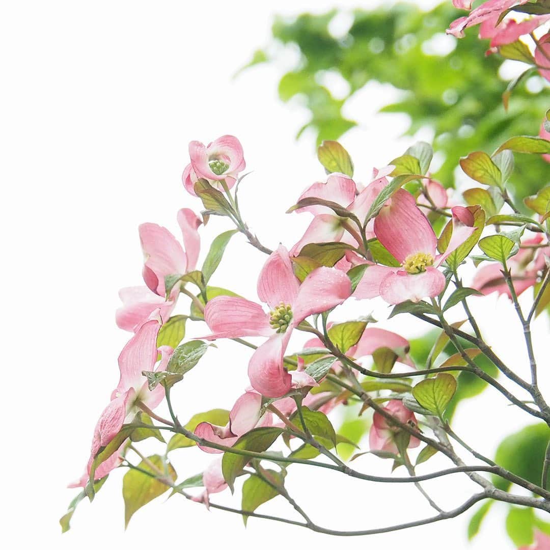 ワンズテラスさんのインスタグラム写真 - (ワンズテラスInstagram)「今日は二十四節気の「立夏」（りっか）であり、端午の節句でもあります。 晴れる日が多く湿度も低いので過ごしやすく、新緑がまぶしい季節ですね。 この時期、白やピンクの大きな花を木いっぱいにつけたハナミズキをよく見かけます。 ハナミズキは、ワシントンに贈ったソメイヨシノのお返しとして100年ほど前に初めて日本に来たのだとか。 今では都内でイチョウに次ぐ2番目に多い、よく見かける街路樹となっているそうです。 今年は鯉のぼり撮影に行くのを控え、ツツジや新緑に映える春もみじなどを見ながら街中散歩で季節を感じています。  #二十四節気 #立夏 #初夏の景色 #花水木 #ハナミズキ #赤花花水木 #躑躅 #ツツジ #紅葉 #春紅葉 #ハルモミジ #射干 #シャガ #胡蝶花 #一人散歩 #散歩 #お散歩カメラ #玉ボケ #季節の花 #flowers #flowerpic #onesterrace #ワンズテラス」5月5日 10時03分 - onesterrace