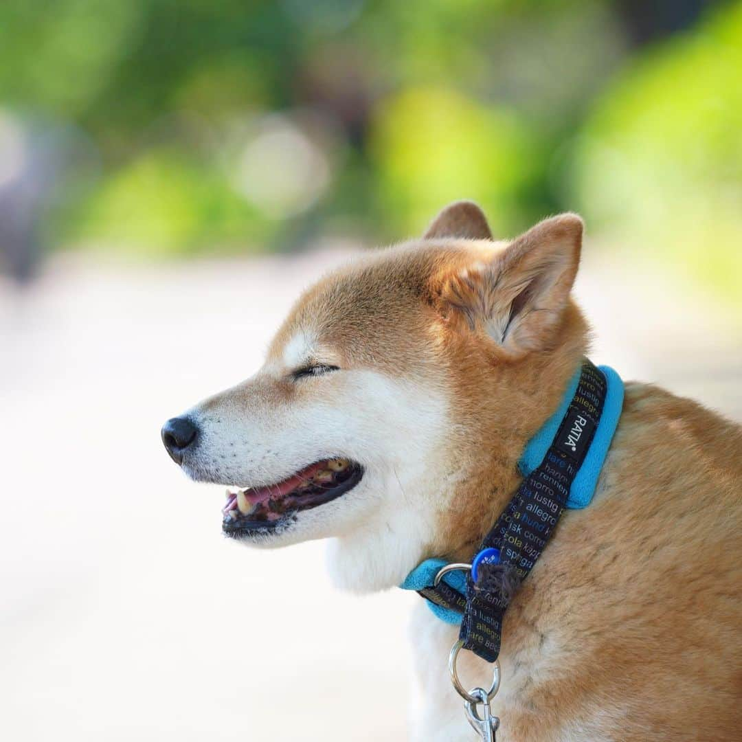 まる（まるたろう）さんのインスタグラム写真 - (まる（まるたろう）Instagram)「Good morning!✨🐶✨今日はカラッといい天気。お外の空気と雰囲気を少し味わうだけで気分転換になるよね〜 #三密避けて気分転換 #お隣り空いてますけど #2m離れて座ってね☺️ #パパも同じだよ😉」5月5日 10時15分 - marutaro