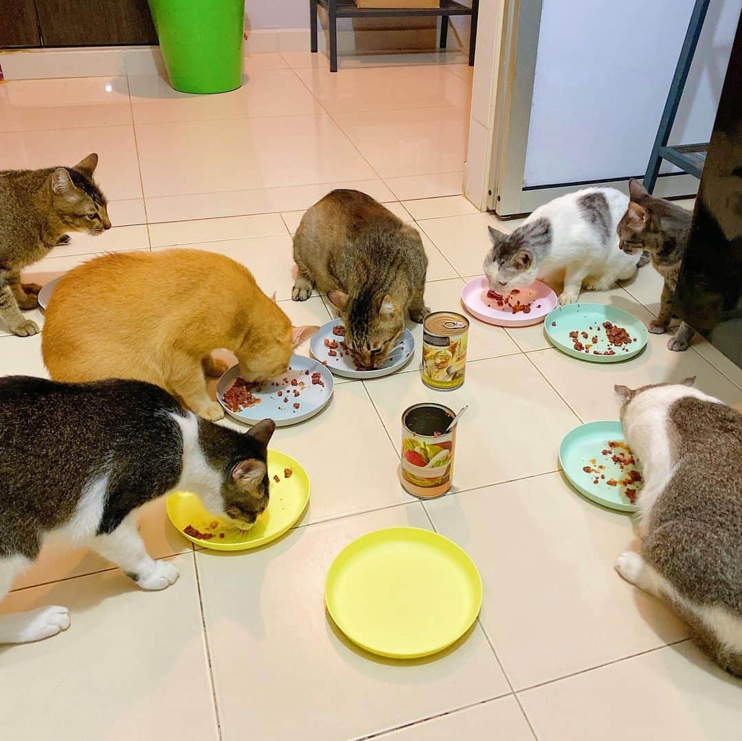 SQUAD CATS +65のインスタグラム：「It’s dinner time! 🐟🐠 Can you name everyone in this photo? 😉」