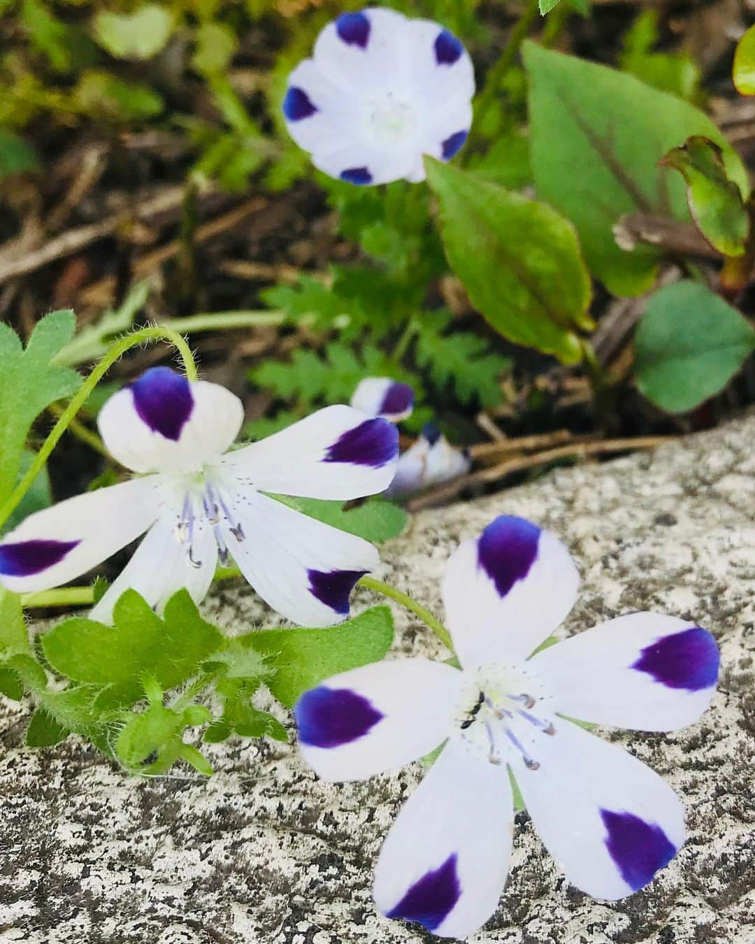 尾木直樹さんのインスタグラム写真 - (尾木直樹Instagram)「朝散歩中に密かに咲いた白とパープルの斑入りの草花発見！！花壇のオレンジ🧡色も鮮やか　(^｡^) - #可憐な草花#中丸君カラー#散歩中 #尾木ママ」5月5日 10時24分 - oginaoki_ogimama