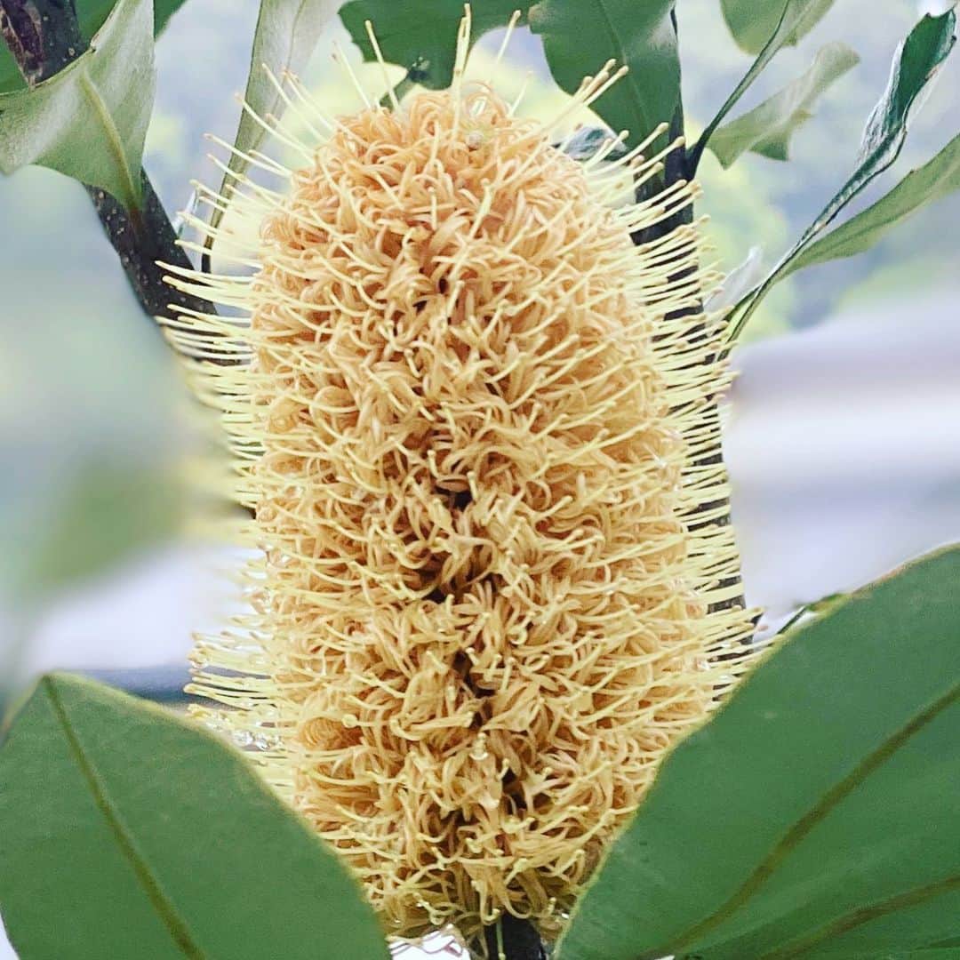 伊藤直樹のインスタグラム：「新緑の季節。 家のコーストバンクシアが 花を咲かせました。 これ、花です。変わってます。  #stayhome  #homegarden  #australianplants  #coastbanksia」