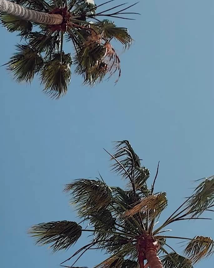 ANDIE ARTHURのインスタグラム：「under the palms」