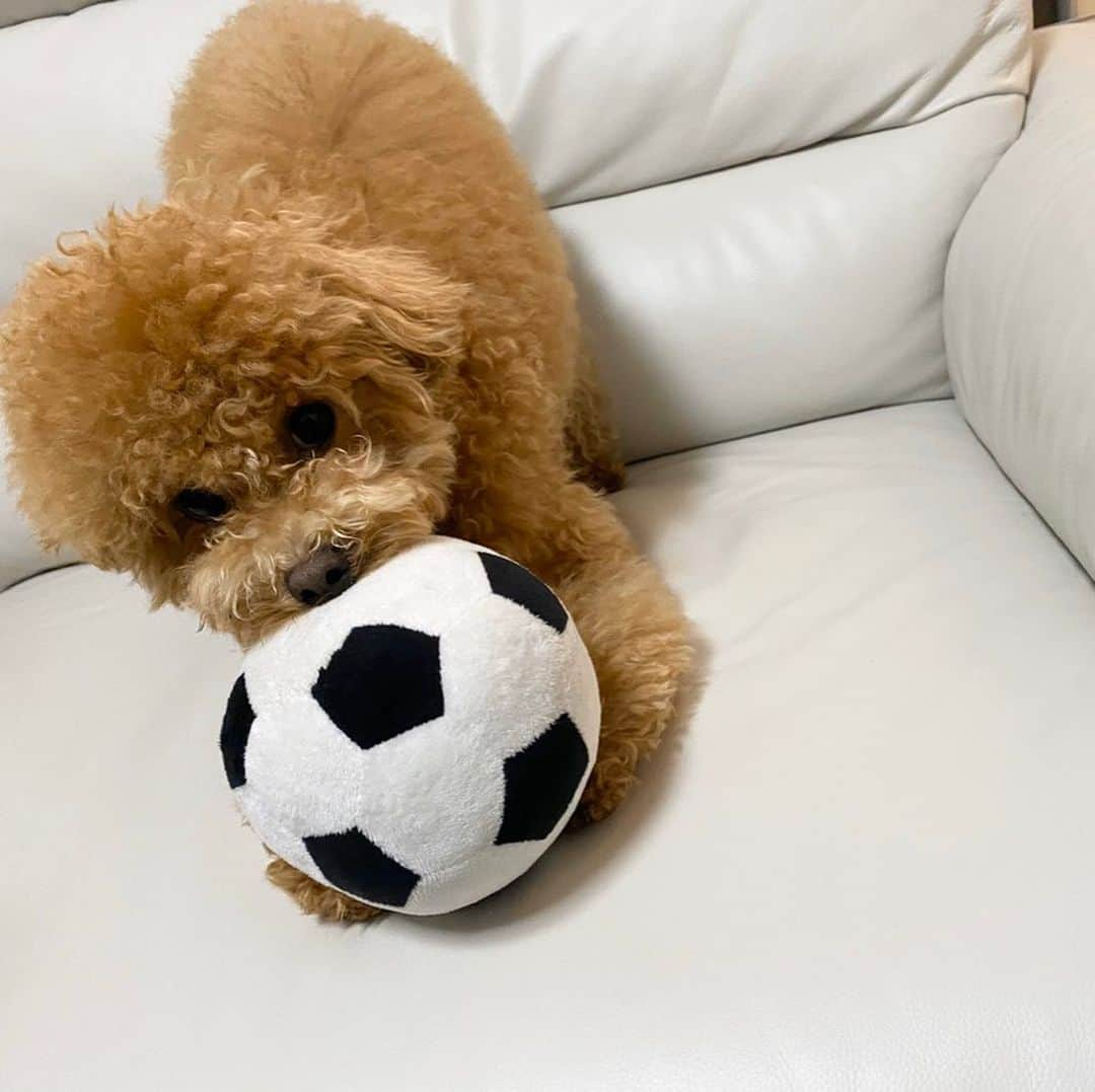 サッカーキングさんのインスタグラム写真 - (サッカーキングInstagram)「🐶きょうの、ワンちゃん🐕 #おうちWEEK  #川崎フロンターレ  @kawasaki_frontale  #守田英正  選手 @mrt_510 の麦ちゃん 種類： #トイプードル  年齢：10カ月 【守田英正選手 コメント】 名前の由来は「小麦色」からとりました。 性格は超甘えん坊。眠たくなると膝の上か体のどこかしらをひっつけて寝ようとします。ご飯の時間になると大体甘噛みして訴えてきます。遊んでほしい時は「投げろ」と言わんばかりに目の前におもちゃを落としたり、手に向かって持ってきたりするところが素直で可愛いです。特技はピースサインに顔を挟む「V」という技。おやつをもらう時、お手とおかわりの後に披露します。  #サッカー #Jリーグ #soccer #football #JLeague #dog #doglover #soccerking #サッカーキング」5月5日 11時03分 - soccerkingjp