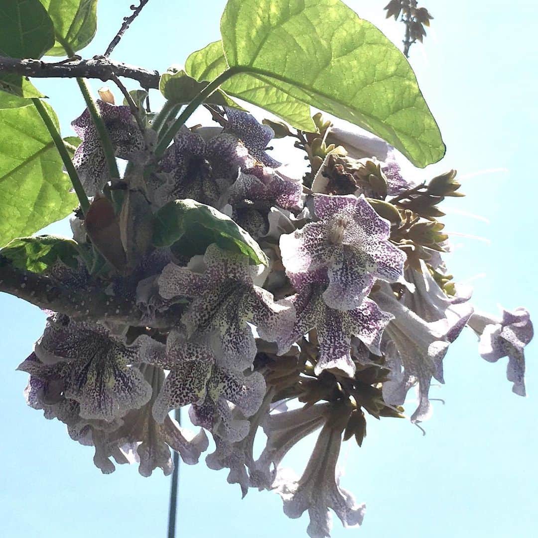 牧野誠三さんのインスタグラム写真 - (牧野誠三Instagram)「先週あたりから気になっている木、花です。 ご存知の方おられましたら教えて下さい。 淡い紫色のはながたわわにさき、紫陽花の様な塊で咲いています。木の幹は直径30cmくらい。5mくらいの高さでしょうか？ 同様に画像を撮っていたご婦人に聞いてみようとしたら、逆に質問され、やはり、珍しいのかな？ 鯉のぼりに似合う青空です。 #むらさきの花 #珍しい花 #花の名前教えて #子供の日 #ytvアナウンサー  #ytv  #牧野誠三」5月5日 11時55分 - makino_seizo_freeter
