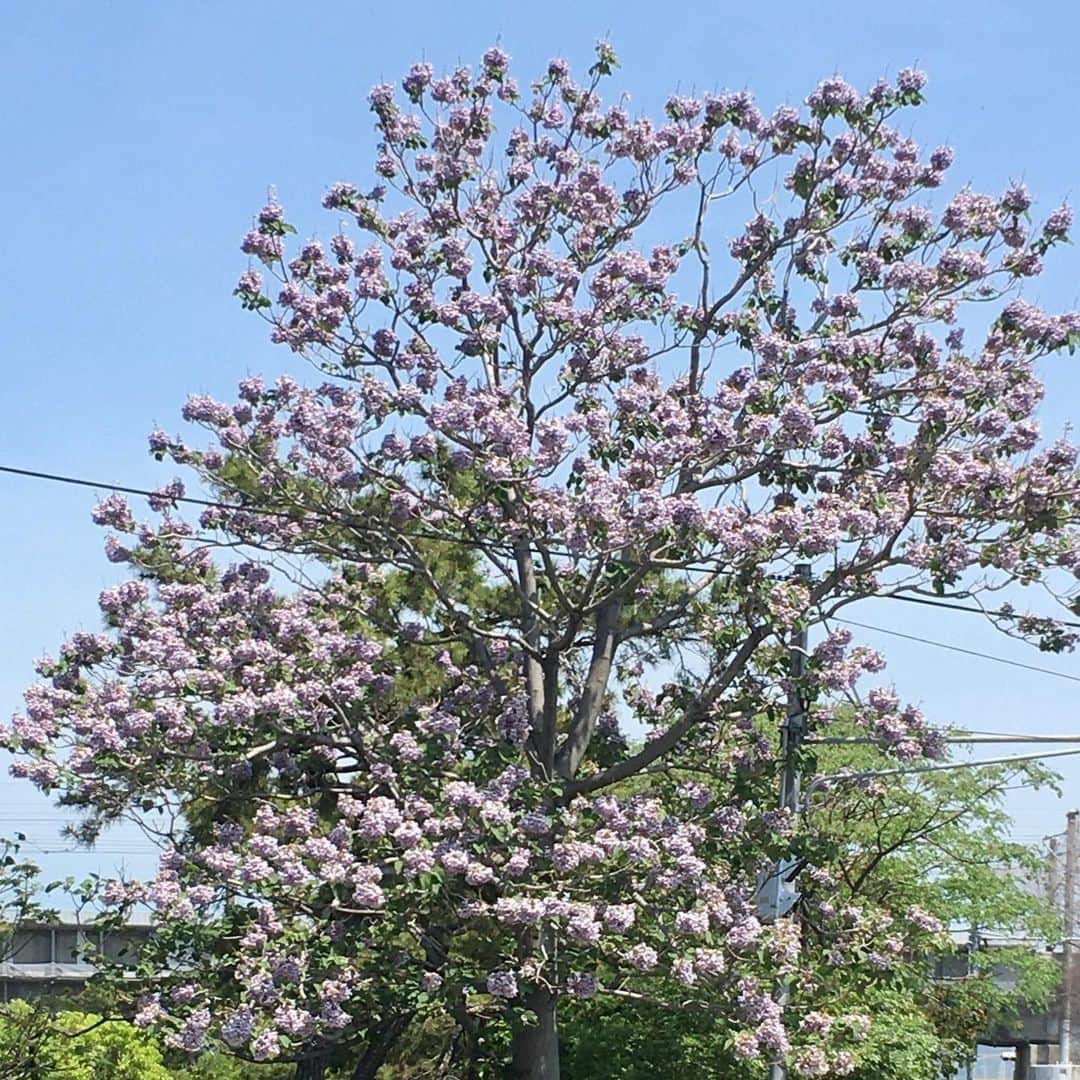 牧野誠三さんのインスタグラム写真 - (牧野誠三Instagram)「先週あたりから気になっている木、花です。 ご存知の方おられましたら教えて下さい。 淡い紫色のはながたわわにさき、紫陽花の様な塊で咲いています。木の幹は直径30cmくらい。5mくらいの高さでしょうか？ 同様に画像を撮っていたご婦人に聞いてみようとしたら、逆に質問され、やはり、珍しいのかな？ 鯉のぼりに似合う青空です。 #むらさきの花 #珍しい花 #花の名前教えて #子供の日 #ytvアナウンサー  #ytv  #牧野誠三」5月5日 11時55分 - makino_seizo_freeter