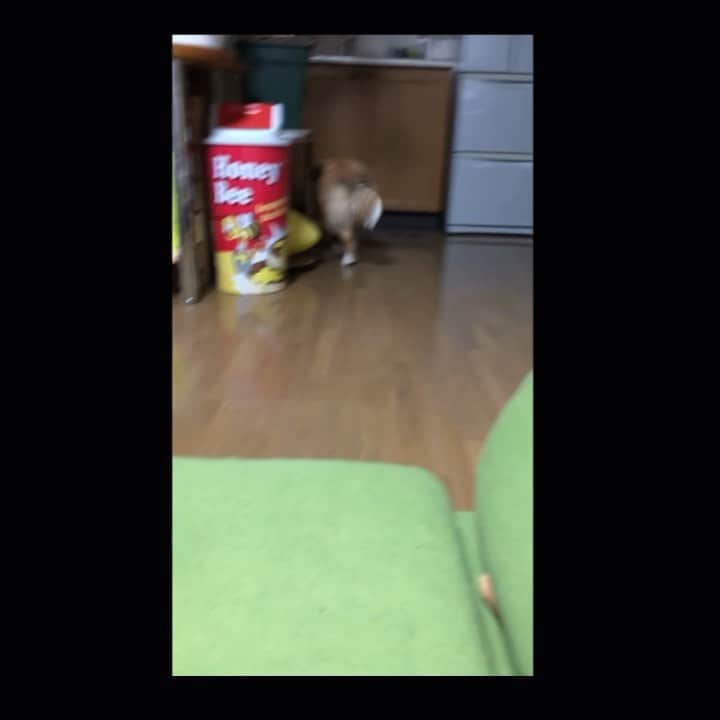 のインスタグラム：「My entry for “ I’m just a kid dog edition “ 😩❤️ . .  #こどもの日 🎏 #childrensday in 🇯🇵 #imjustakid #cuarentena time #5months without family #stayhappyandhealthy」