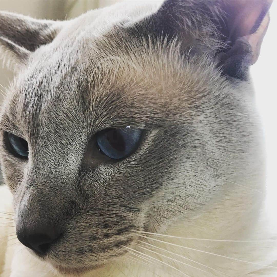 谷本貴義のインスタグラム：「今日もいい天気♪  #ネコ部」
