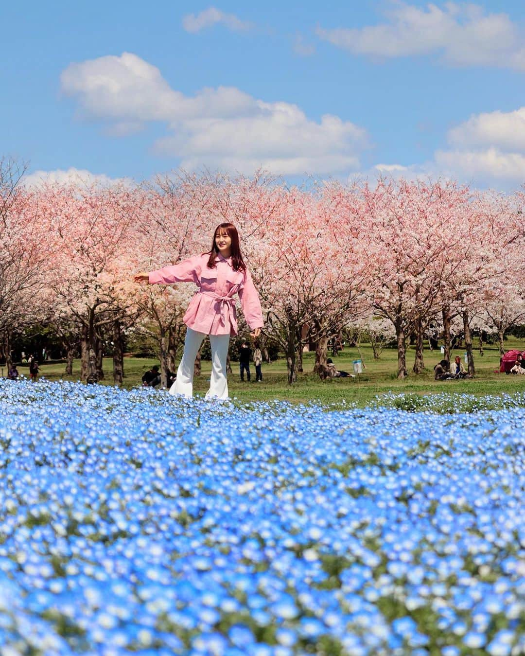 田島芽瑠さんのインスタグラム写真 - (田島芽瑠Instagram)「ネモフィラ×桜🌸﻿ ﻿ この２つの組み合わせが見れるから、海の中道のネモフィラ丘がとっても好きなの💕﻿ 今年はコロナの影響で閉園しちゃったけど、来年は絶対行こう。満開の時に行けたら最高だな😏✨﻿ ﻿ ネモフィラの花言葉は「どこでも成功」「可憐」﻿ ﻿ 桜の花言葉は「精神の美」「優美な女性」﻿ ﻿ 春のお花って、女性らしい花言葉が多いですよね〜☺️﻿ ﻿ 私も花言葉が似合うような女性になりたいな🌷﻿ ﻿ ﻿ #ネモフィラ #ネモフィラの丘 #ネモフィラ畑 #ネモフィラ祭り #海の中道海浜公園 #海の中道 #海の中道ネモフィラの丘 #海の中道海浜公園ネモフィラ #ネモフィラブルー #桜 #桜🌸 #さくら🌸 #さくら #nemophila #nemophilablue #sakura #sakura🌸 #福岡観光 #福岡 #福岡旅行 #fukuoka #fukuoka_camera #fukuoka_camera #fukuokapics #kissカメラ #canonphotography #canon_photos #青空 #bluesky #田島芽瑠 #インスタ映え」5月5日 12時08分 - meru_chan_official