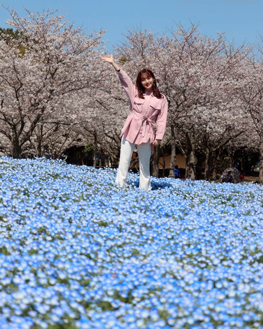 田島芽瑠さんのインスタグラム写真 - (田島芽瑠Instagram)「ネモフィラ×桜🌸﻿ ﻿ この２つの組み合わせが見れるから、海の中道のネモフィラ丘がとっても好きなの💕﻿ 今年はコロナの影響で閉園しちゃったけど、来年は絶対行こう。満開の時に行けたら最高だな😏✨﻿ ﻿ ネモフィラの花言葉は「どこでも成功」「可憐」﻿ ﻿ 桜の花言葉は「精神の美」「優美な女性」﻿ ﻿ 春のお花って、女性らしい花言葉が多いですよね〜☺️﻿ ﻿ 私も花言葉が似合うような女性になりたいな🌷﻿ ﻿ ﻿ #ネモフィラ #ネモフィラの丘 #ネモフィラ畑 #ネモフィラ祭り #海の中道海浜公園 #海の中道 #海の中道ネモフィラの丘 #海の中道海浜公園ネモフィラ #ネモフィラブルー #桜 #桜🌸 #さくら🌸 #さくら #nemophila #nemophilablue #sakura #sakura🌸 #福岡観光 #福岡 #福岡旅行 #fukuoka #fukuoka_camera #fukuoka_camera #fukuokapics #kissカメラ #canonphotography #canon_photos #青空 #bluesky #田島芽瑠 #インスタ映え」5月5日 12時08分 - meru_chan_official