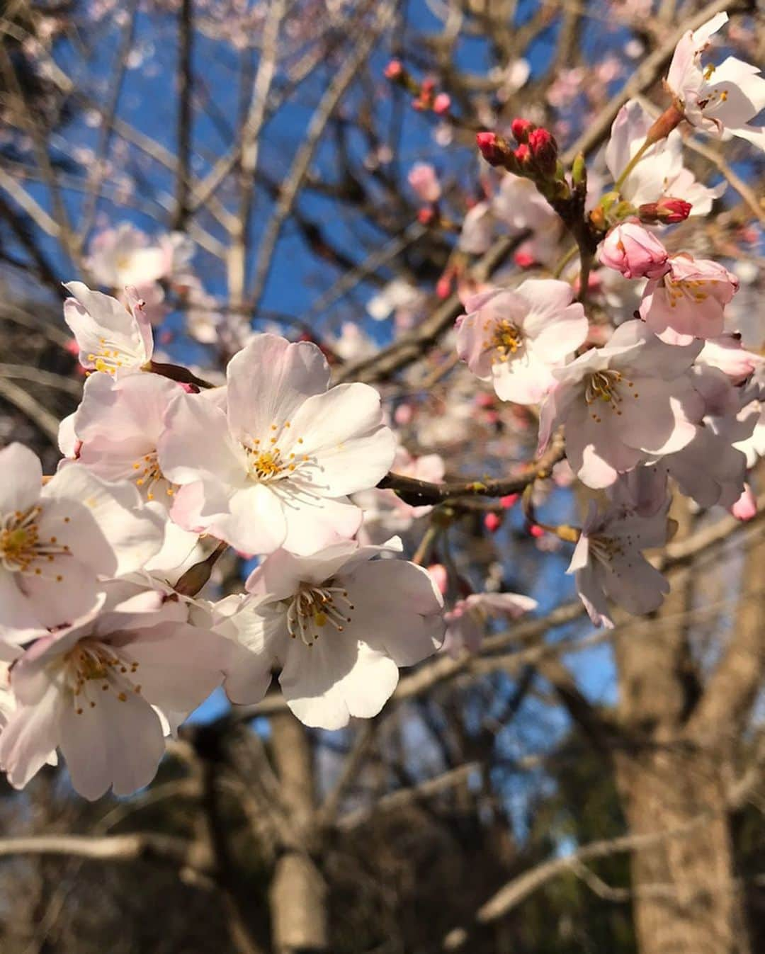 なちゅさんのインスタグラム写真 - (なちゅInstagram)「不動産頑張ってます🏠✨ 令和元年度の宅建士になれたので、 重説頑張ります‼︎ 民法改正勉強してます‼︎🖋 #宅建ちゃんねる 2がYouTubeで配信されてますので、是非見てください⭐️ @shikakusquare_official  #資格スクエア  都庁で #小池百合子 #東京都知事 に発行して頂いた時の記念の1枚。2月です。  2枚目は勉強の時必死に書き投ぐった #宅建 のメモ笑 本当宅建合格して人生変わりました🈴 恩師の資格スクエア田中先生のお蔭です✨ 私の勉強方については資格スクエアの宅建ちゃんねるでぶっちゃけてます笑  不動産屋として一生 スキルを磨き続けます!✨🏠🙇‍♀️✨ 引き続きよろしくお願い致します❣️」5月5日 12時12分 - nachudesu1223