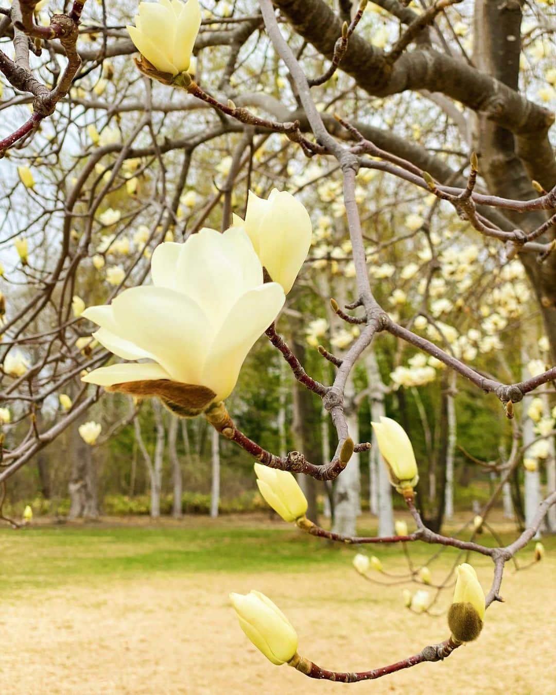 D[di:]さんのインスタグラム写真 - (D[di:]Instagram)「北海道は春爛漫🥰🥰🥰﻿ ﻿ 1.カタクリの花畑﻿ 2.その翌日。カタクリはだいぶ花が枯れてきていたが、りーすーにまたしても遭遇。かなり近くまで寄れた﻿ 3.よく見ると、口を開けているりーすー﻿ 4.北海道は今が桜🌸満開になりつつある﻿ 春を2度味わえるとは何たる幸せ﻿ 5.木蓮、こぶし、マグノリア。いろいろな呼び方あるけど、こちらも満開〜﻿ 6.北海道の巨大キツツキ、クマゲラ。体調40センチくらいある。﻿ 7.クマゲラのメスが、巣穴を掘ってゴミを捨てているところ﻿ ﻿ #springhascome ﻿ #北海道生活﻿ #カタクリ﻿ #クマゲラ﻿ #引っ越し整理がすすまない﻿」5月5日 12時24分 - deeth