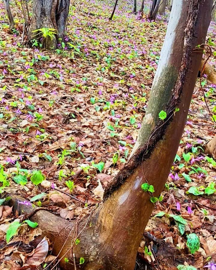 D[di:]のインスタグラム：「北海道は春爛漫🥰🥰🥰﻿ ﻿ 1.カタクリの花畑﻿ 2.その翌日。カタクリはだいぶ花が枯れてきていたが、りーすーにまたしても遭遇。かなり近くまで寄れた﻿ 3.よく見ると、口を開けているりーすー﻿ 4.北海道は今が桜🌸満開になりつつある﻿ 春を2度味わえるとは何たる幸せ﻿ 5.木蓮、こぶし、マグノリア。いろいろな呼び方あるけど、こちらも満開〜﻿ 6.北海道の巨大キツツキ、クマゲラ。体調40センチくらいある。﻿ 7.クマゲラのメスが、巣穴を掘ってゴミを捨てているところ﻿ ﻿ #springhascome ﻿ #北海道生活﻿ #カタクリ﻿ #クマゲラ﻿ #引っ越し整理がすすまない﻿」