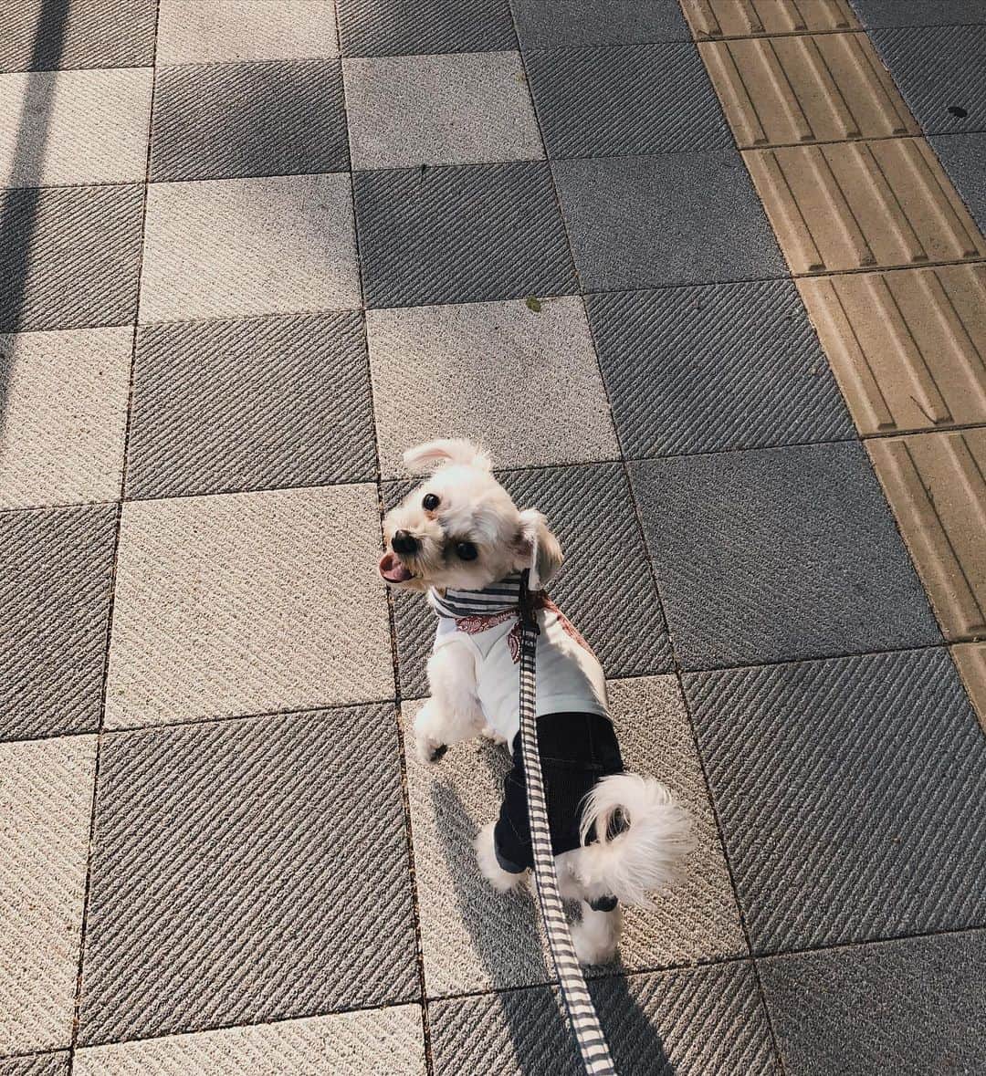 河村美咲さんのインスタグラム写真 - (河村美咲Instagram)「🐶ちくわ「どう？おまえさんも散歩楽しんでる？？」って歩きながら何回も振り返ってくるのカワイイ」5月5日 12時20分 - misaki_haaan