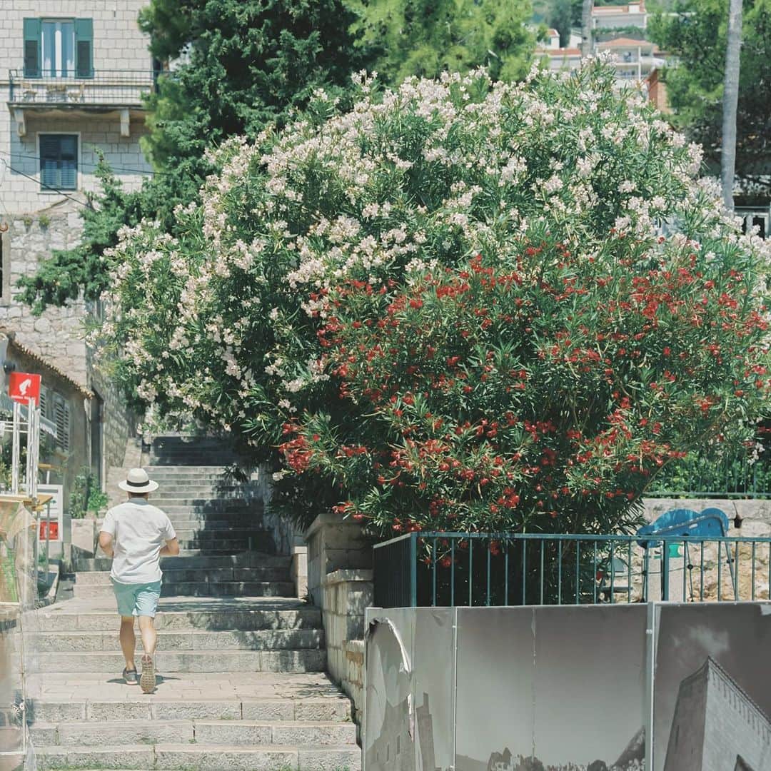濱田英明のインスタグラム：「Croatia, 2019 #pentax67 #distantdrumsbook」