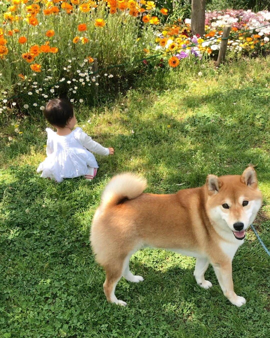 舞名里音さんのインスタグラム写真 - (舞名里音Instagram)「🌷 春だね。 お花が綺麗だねぇ 嬉しいねっ (*´◒`*)(*´◒`*) #じゃじゃまるとメイ #春だなぁ  #兄妹 #子守り犬 #柴犬 #じゃじゃまる #兄ちゃん #子供と犬 #犬と子供 #犬のいる暮らし #犬のいる生活」5月5日 12時53分 - maina_rion