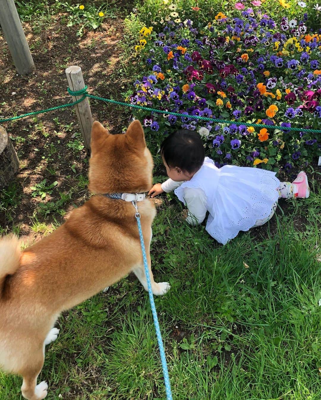 舞名里音さんのインスタグラム写真 - (舞名里音Instagram)「🌷 春だね。 お花が綺麗だねぇ 嬉しいねっ (*´◒`*)(*´◒`*) #じゃじゃまるとメイ #春だなぁ  #兄妹 #子守り犬 #柴犬 #じゃじゃまる #兄ちゃん #子供と犬 #犬と子供 #犬のいる暮らし #犬のいる生活」5月5日 12時53分 - maina_rion