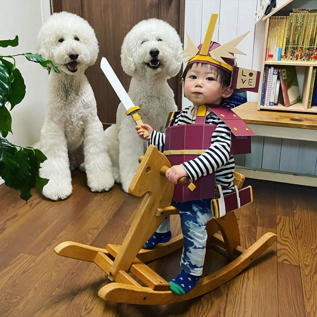 たまねぎさんのインスタグラム写真 - (たまねぎInstagram)「. .  五月節句 今年もまめちゃんパパの段ボールアートの鎧兜🤣 . 健やかであれ！. . #standardpoodle #dog #lovedogs #poodleinstagram #スタンダードプードル #whitepoodle #大型犬と子供 #poodle #dogstagram #いぬのいる生活 #もふもふ部 #わんこ部 #子どもと犬 #kidsanddog  #いぬのきもち #犬と暮らす #いぬなしでは生きていけません  #ママリ #キズナ #コドモノ #いこーよ #いぬのきもち #子供の日 #節句 #段ボールアート#鎧兜 #甲冑」5月5日 13時04分 - tamanegi.qoo.riku