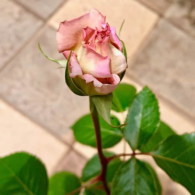 大地真央さんのインスタグラム写真 - (大地真央Instagram)「今年もまた咲いてくれました✌ 🌹DAICHIMAO🌹 まだあと３つぼみ！いつ花開くか楽しみ〜🌹🌹🌹 ． 調子に乗っちゃって〜^_−☆また ［ハンバーガー🍔］を作りました❣😆 米粉のバンズ（トースト）🌾🥯海藻バター🌊  レタス🥬豆乳マヨネーズ⚪ トマト🍅  きゅうり 🥒岩塩🤍サラダ菜🥬 岐阜の田中さんのハム 🍖目玉焼き 🍳 ブラックペッパー⚫粒マスタード🟡  あ、ケチャップ忘れた🙀　 でも、美味しかった😋大好評❣＼(^o^)／＼(^o^)／ #DAICHIMAO🌹 #薔薇　🌹 #四季咲き#つぼみ #テラス 🍀🍃🌿🌱☘ #イタミローズガーデン 🌹#寺西菊雄 さん #手作りハンバーガー 🍔 #田中屋フードサービス #branch 🍽#大好評　😊 #自己流#真央流#家でお料理#お家ご飯 #家に居よう#自粛#自粛の過ごし方#笑おう #有意義な時間 #大地真央  #MAODAICHI」5月5日 13時21分 - daichimao_official