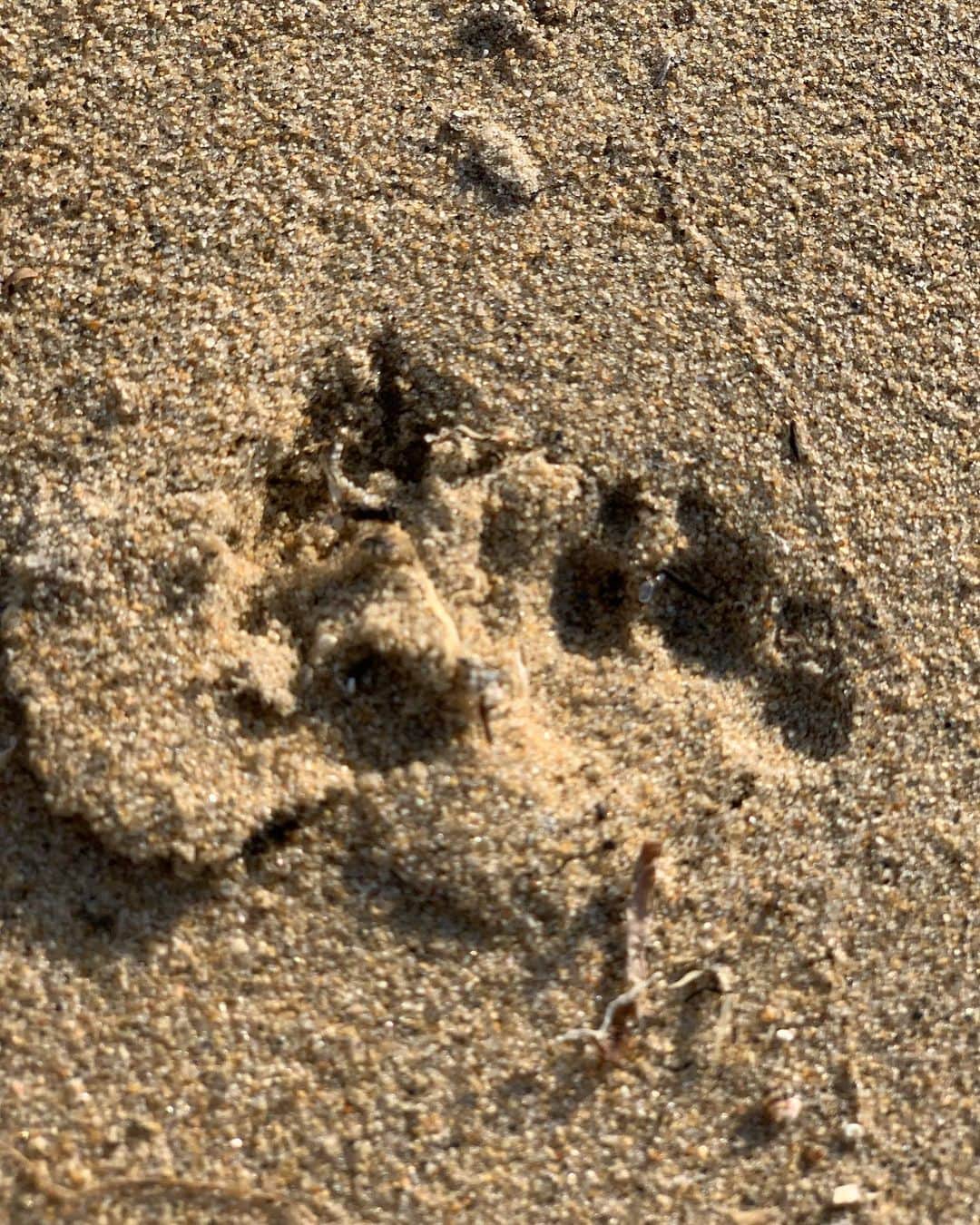 日下裕江さんのインスタグラム写真 - (日下裕江Instagram)「ロルと浜辺をランニング🏃‍♀️🐩💨 波の音と風と空気と景色で癒される✨  #running #beach #niceview #wave #浜辺 #ランニング #犬の散歩 #気持ちいい」5月5日 13時21分 - hiroe___h