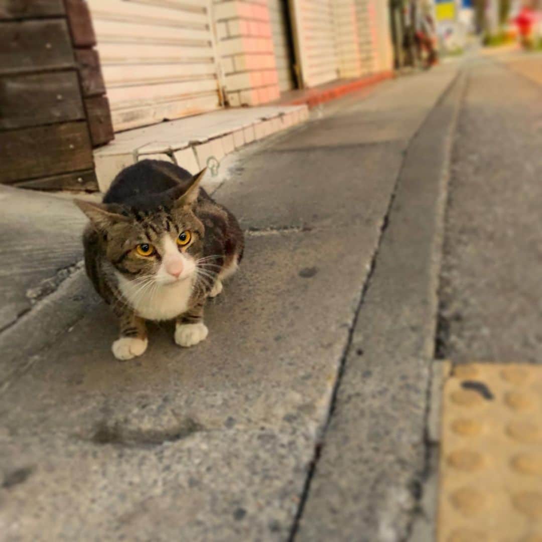 ライオン商事株式会社さんのインスタグラム写真 - (ライオン商事株式会社Instagram)「以前、沖縄で出会った、猫ちゃん…💛 まだ、少し小さかったので、子猫なのかな～。 * とても、人懐っこく寄ってきてきてくれたので、テンション上がってしまいました。(;^_^A きっと、町の人に可愛がられているんですね😉 * さて、今日は #こどもの日です！ みなさんは、何して過ごされますか？？ お家で、鯉のぼりを作ってみるのも、楽しそうですよ♪ * 😽「猫としては、カツオの美味しいご飯食べたい…ニャン」 * #猫 #ねこ #catstagram #ねこのいる暮らし #猫好きさんと繋がりたい #ねこ部  #こどもの日 #鯉のぼり #沖縄 #mycat #kitty #5月5日 #にゃんこ #ねこかわいい #お家時間 #lionpetcat #lion #ライオンペット @lion_pet_cat」5月5日 14時05分 - lion_pet_cat