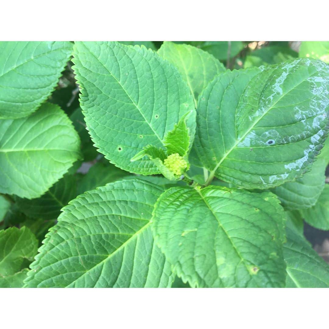 千葉アリサのインスタグラム：「ちっちゃい紫陽花みっけ☺️ この子がムクムク　立派なふわりになるんやなぁ♡ 成長って、ゆらぎながら渦巻きながらでいい。そこから　軽やかに上昇して一つの花がひらくんやと思いました🌼  #ぼくらはみんな生きている  #観察期　#おうちじかん」
