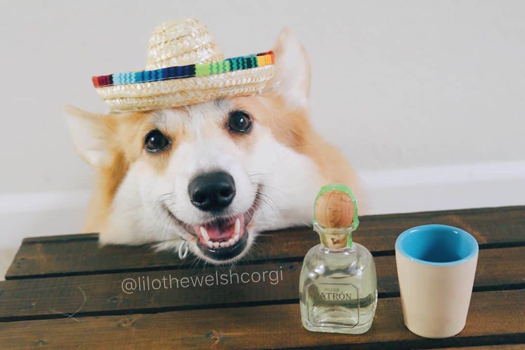 Liloさんのインスタグラム写真 - (LiloInstagram)「Happy Cinco de Mayo everypawdy woof! Cinco de mayo and taco/tequila Tuesday on the same day... say less!✨ #cincodemayo #cincoathome」5月5日 23時43分 - lilothewelshcorgi
