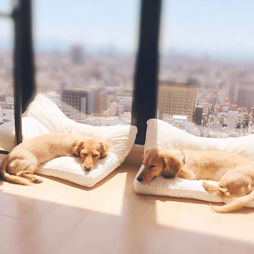 鈴木絢子さんのインスタグラム写真 - (鈴木絢子Instagram)「・ ・ 【stay homeの過ごし方】 家にいる時間が増えて。 犬たちのライフスタイルが、 一日中ほぼ睡眠ということもよく分かりましたw ・ GW明けも引き続きstayhome。 犬と人間が快適に過ごせる空間作りを 目指したいと思います✊✨ ・ ・ ・ #犬との生活 #ミニチュアダックス #親子犬 #シンクロ犬 #ダックス多頭飼い #犬バカ部 #変顔犬 #犬との時間 #犬部屋 #dogstagram #stayhome #🐶🐶」5月6日 0時00分 - ayako_suzuki810