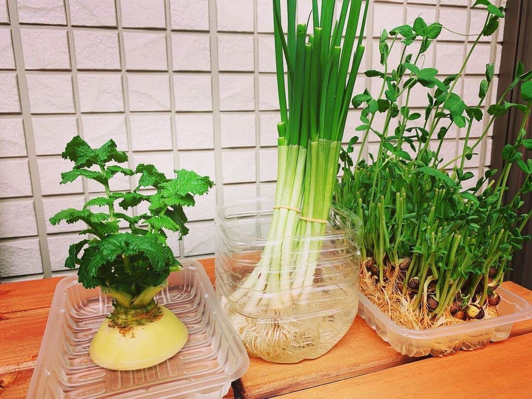上杉あずさのインスタグラム：「. 今日、ラジオで話した #水耕栽培 というか、#リボベジ #再生野菜 🍅🥦🥕 これは #ネギ と #大根 と #豆苗 🌱 ただ水につけてるだけだけど、すぐ成長します‼️ 感激の毎日です🥰 レパートリー増やしたいけど、最近虫が寄ってき始めたので悩んでます。都会育ちなもので、虫は苦手ですw #vegetable #vegetablegarden #garden #balcony #water #growth #renewable #greens #🌱」