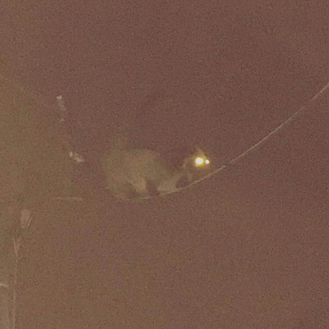 近藤洋一（サンボマスター）さんのインスタグラム写真 - (近藤洋一（サンボマスター）Instagram)「近くの自販機に出かけたら😧💥人間が外出自粛中なので、動物さんは外出しやすいのかしら✨東京の夜に動物（イタチ？）発見👀」5月6日 0時35分 - yoichi_kondo_sambomaster