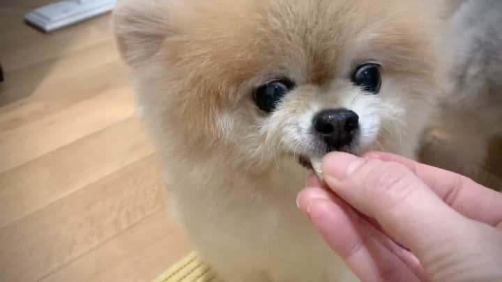 Ella Chuffyのインスタグラム：「Rose apple!! My new #healthytreats 🍏🍐 Btw, do you guys notice mom cut my fur....unevenly 🤭 #stayhometoolong #ellachuffy」