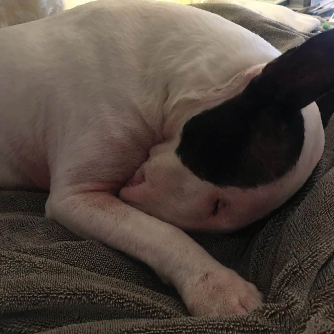 Q太郎さんのインスタグラム写真 - (Q太郎Instagram)「#minituru#bull#terrier#minibullterrier#miniturubullterrier#dog#dogstagram#cute#qtaro#love#family#ミニチュア#ブルテリア#ミニチュアブルテリア#Q太郎」5月5日 16時24分 - qtaro.jun