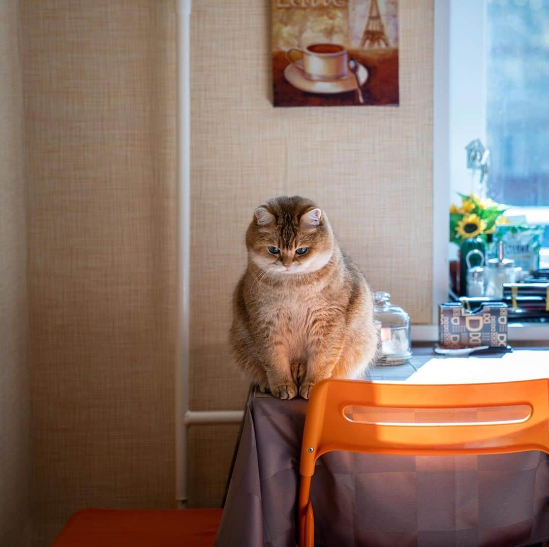 Hosicoさんのインスタグラム写真 - (HosicoInstagram)「Since 6 am I have been sitting and waiting for my breakfast 🥞」5月5日 16時31分 - hosico_cat